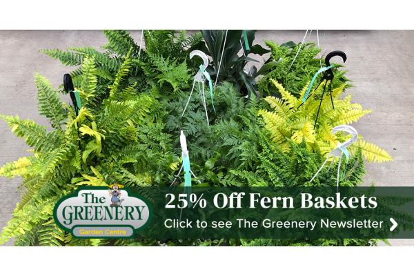 25% Off Fern Baskets,Colourful Flowers And Edible Crops