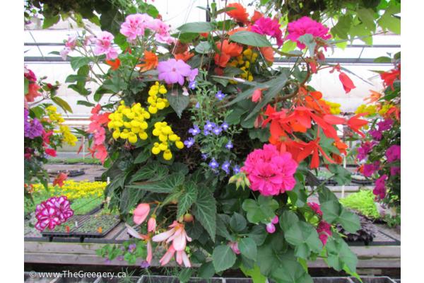 Boring Patio? Hanging Baskets are the Cure!