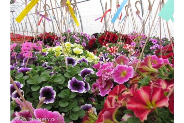 Save On Space With Hanging Baskets!