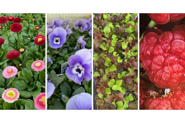 Colourful Flowers And Edible Crops