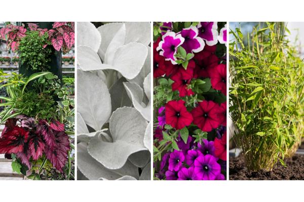 Petunias Aplenty! Plus, You'll LIVE for These 'Living Wall' WallBags