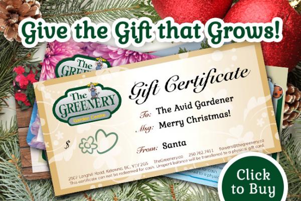 Great Stocking Stuffer: Greenery Gift Certificates!