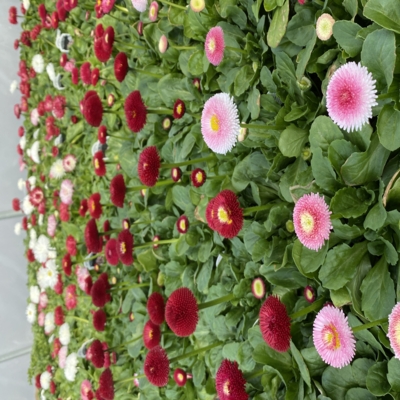 Greenery Garden Centre-Kelowna-Garden Ideas-Nursery Flowers