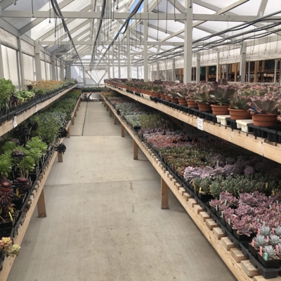 Greenery Garden Centre-Kelowna-Greenhouse-Succulents-Potted Plants