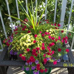 Carol Ann Boutilier