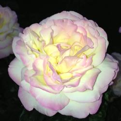 Doris Johnson