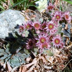 Helen Arneson