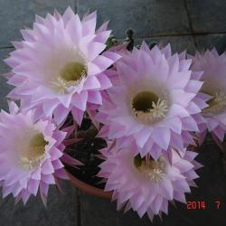Doreen Hoshizaki