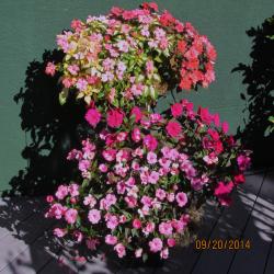 Faithe Prodanuk