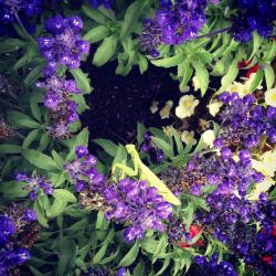 Janet Blofield