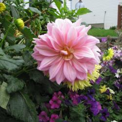 Janet Blofield