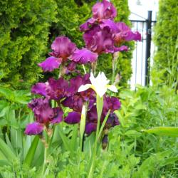 Clare Mallow
