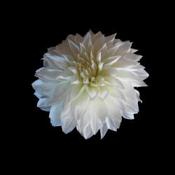 Kathy Botterill