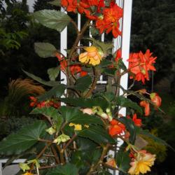 Dianne LeDuc