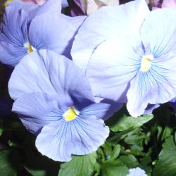 Kathy Ferguson