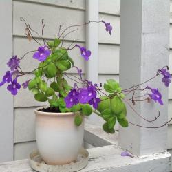 Colleen DeGraff