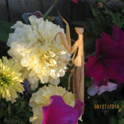 Donna W. Maynes