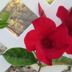 Donna W. Maynes
