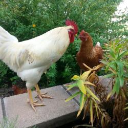 Lakehill Farm