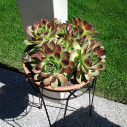Rose Marie Polischuk