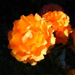 Norma Johnson