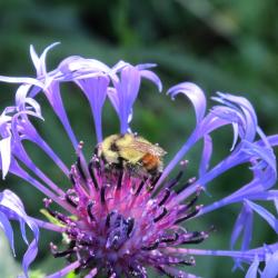 Siobhan Shaw