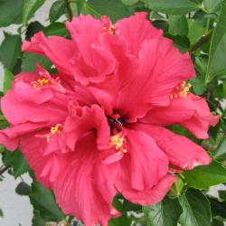 Myrtle Karlicki