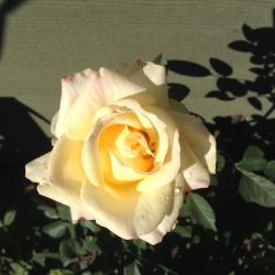 Betty Ann Richard