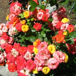 Myrtle Karlicki