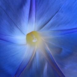 Brenda Schindel