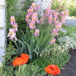 Donna W. Maynes