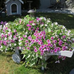 Susan Flowerdew 
