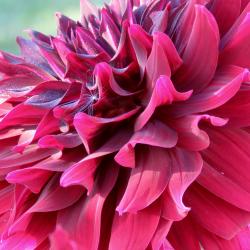 Susan Flowerdew