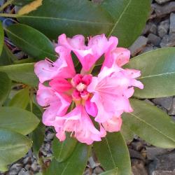 Margaret McLennan
