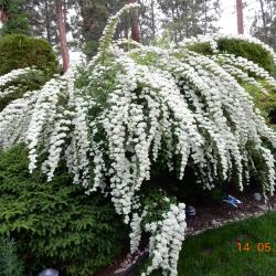 MYRTLE KARLICKI