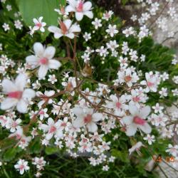 MYRTLE KARLICKI