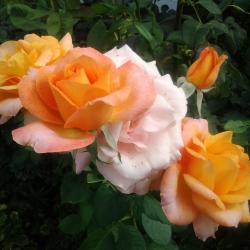 Joyce Dionne