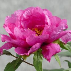 Yoko Uemoto