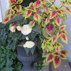 Donna W. Maynes