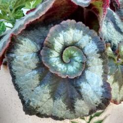N. Perra