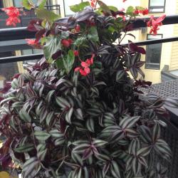 Chris Isfeld 