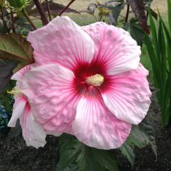 Gloria Siegner