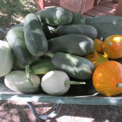 Faye Dalrymple