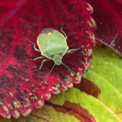 Veronique Seguy