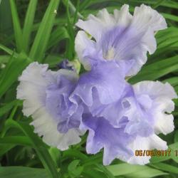 Donna Wedgewood-Maynes