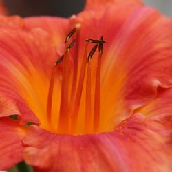 Kathy Gallant