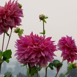 Susan Flowerdew