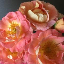 Donna Lelacheur