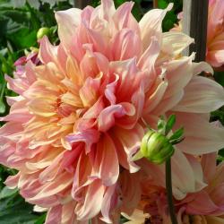 Susan Flowerdew