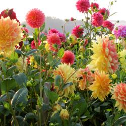 Susan Flowerdew